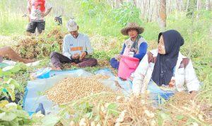 Anggota Kelompok Tani Bersemi Desa Masingai II