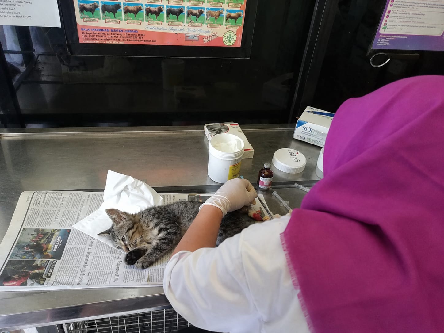 Biaya Terjangkau, Klinik Hewan Kawanku Bungas di Kabupaten Banjar Jadi Pilihan Warga