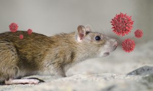 Ilustrasi penularan Hantavirus