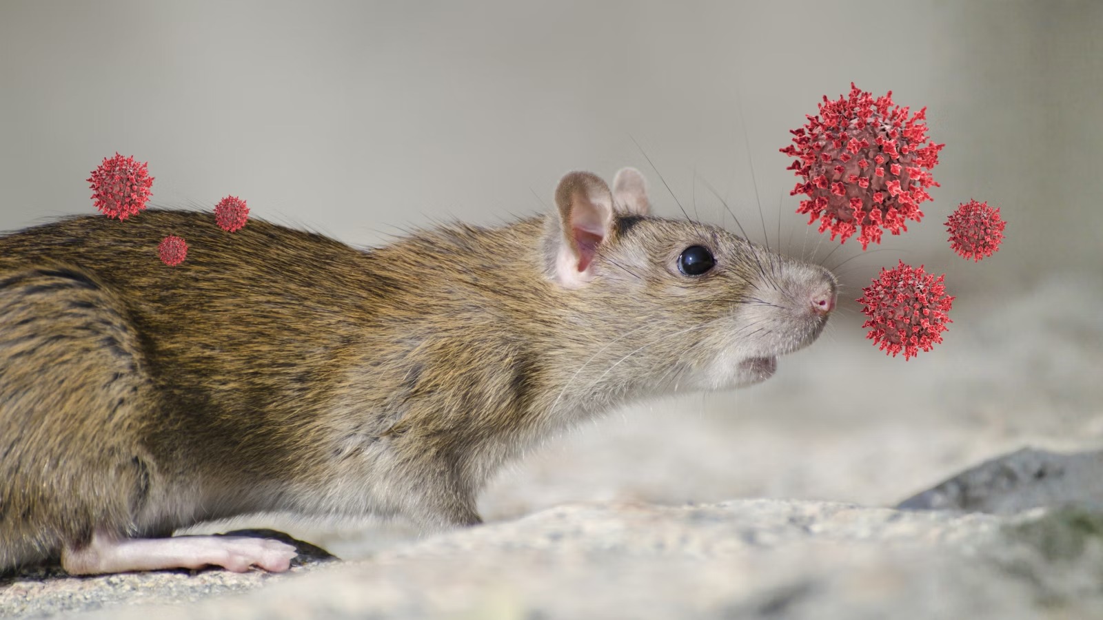 Ilustrasi penularan Hantavirus