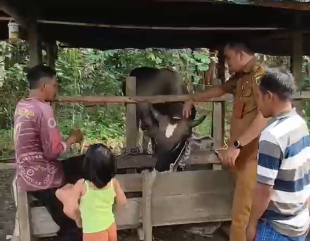 PT Jhonlin Baratama Salurkan Hewan Kurban di Empat Desa Kecamatan Upau Tabalong