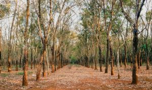 Pohon karet yang mengalami serangan rontok daun, berakibat getah turun drastis