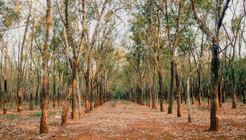 Petani di Tabalong Keluhkan Produksi Karet Anjlok Akibat Rontok Daun