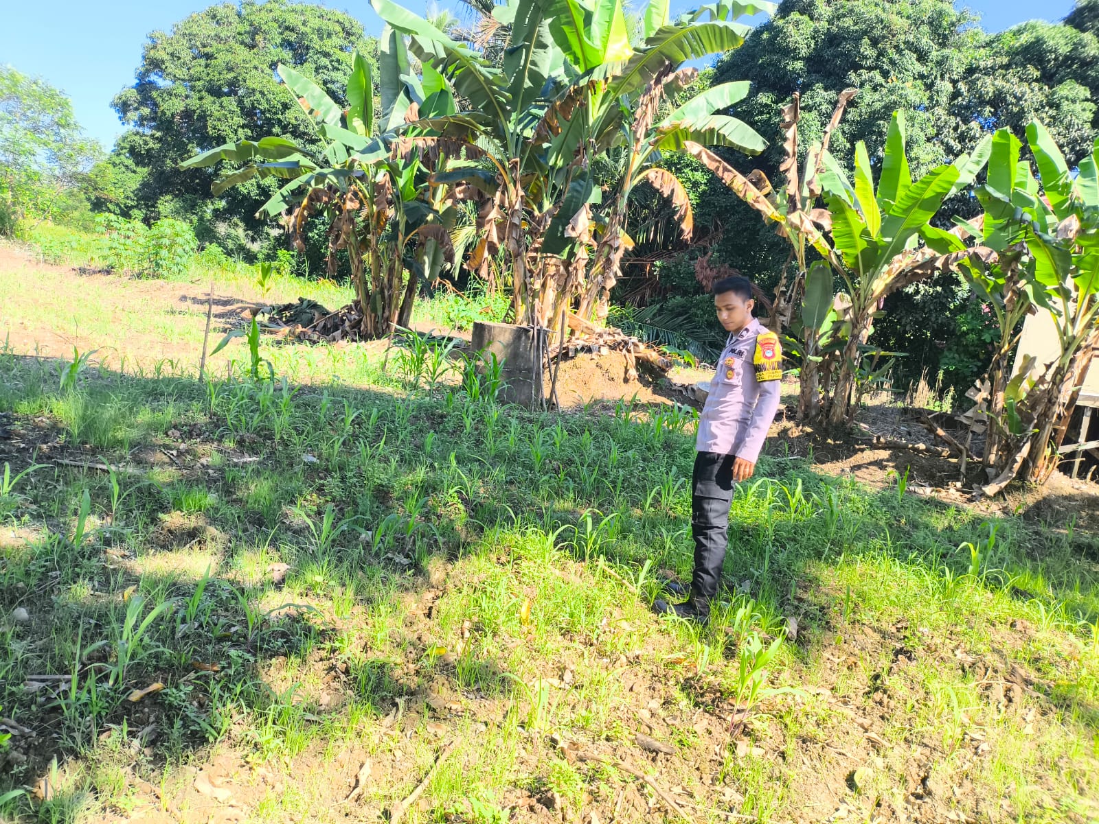 Polsek Pugaan Dukung Kelompok Tani Tanam Jagung Sejak Tanam Hingga Prapanen