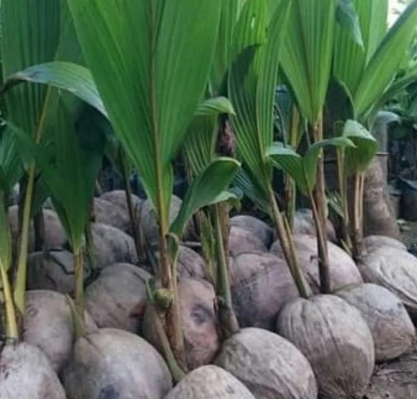 5.000 Bibit Kelapa Genjah dari Kebumen Siap Dibagikan ke 49 Kelompok Tani di Tabalong Pertengahan Mei 2026