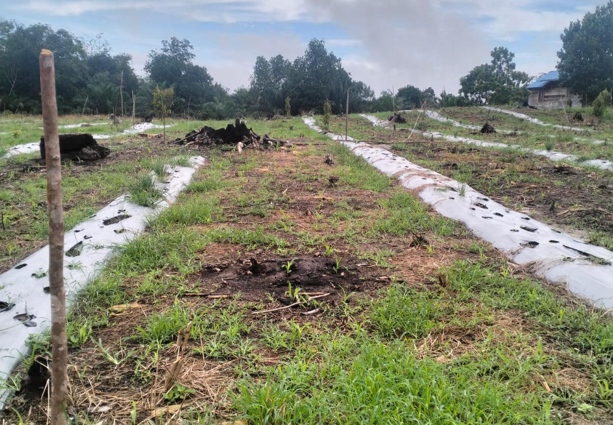 Dukung Ketahanan Pangan di Tabalong, Polsek Tanjung Lakukan Pendampingan dan Monitoring Pertumbuhan Jagung
