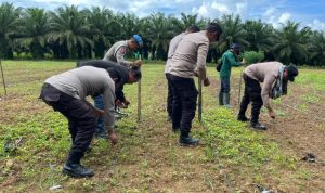 Polsek Kusan Hulu Melaksanakan Penanaman Jagung Kuartal II