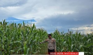 Polsek Karang Bintang Pantau Tanaman Jagung Bagian Program Ketahanan Pangan