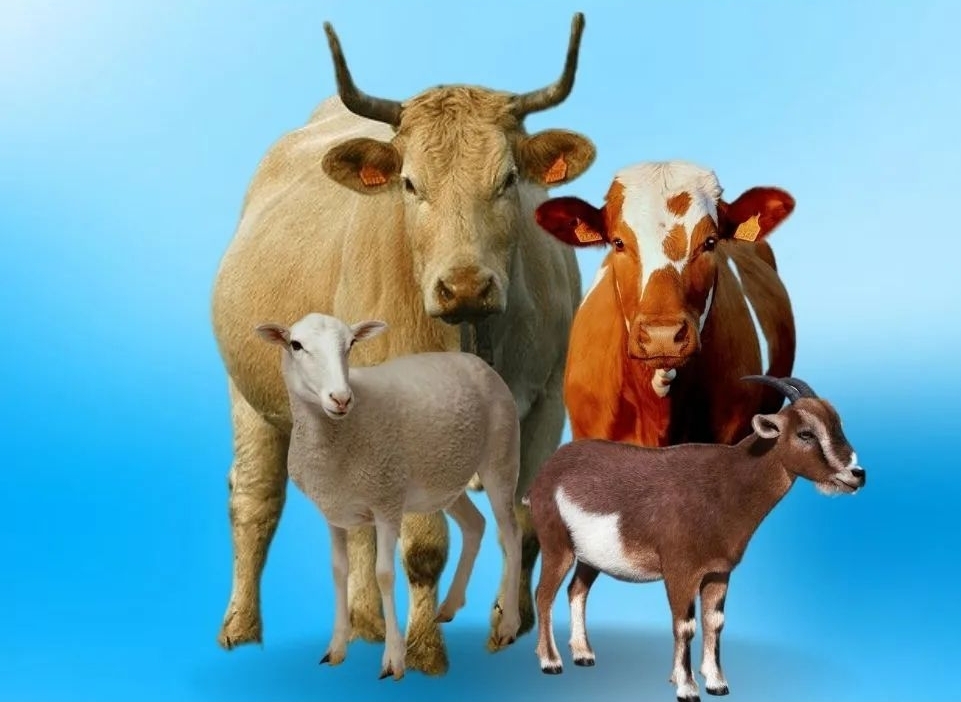 Apa Hukum Orang Berkurban Makan Daging Hewan Kurbannya untuk Idul Adha 2026? Seberapa Banyak?