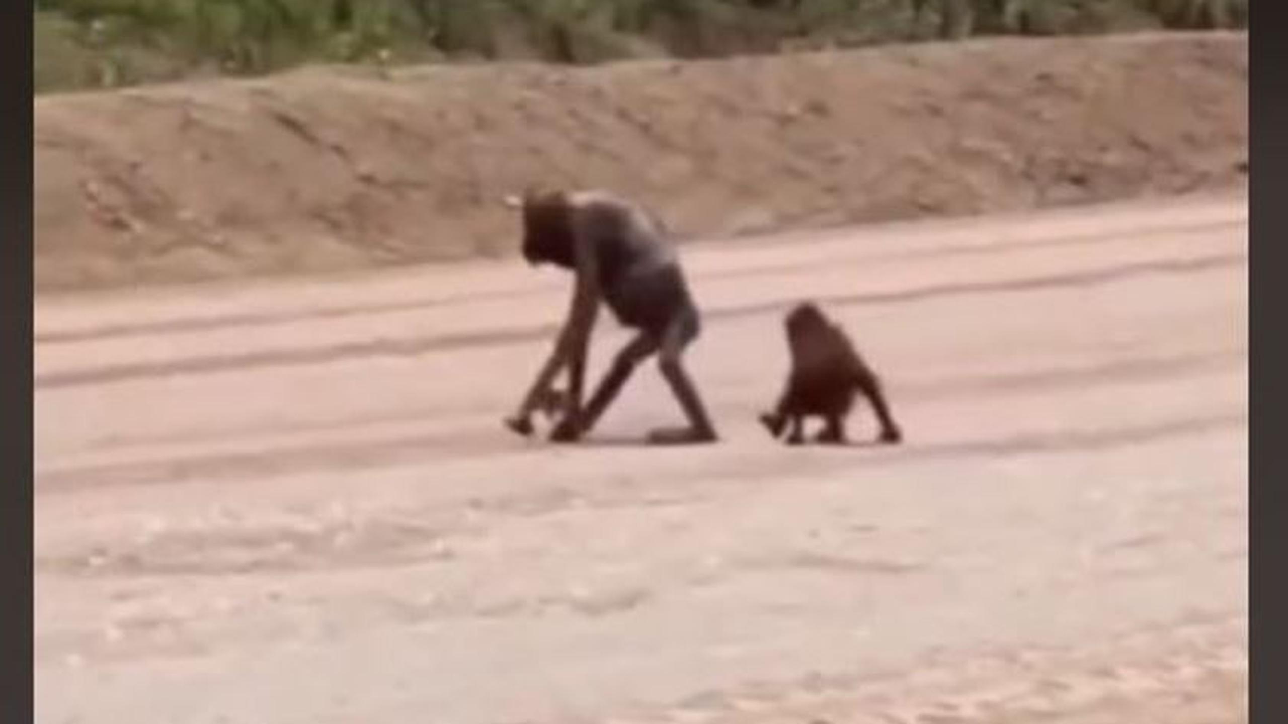orangutan