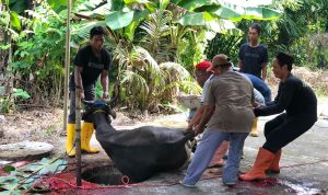 penyembelihan kurban di Masjid Agung Al Munawwarah