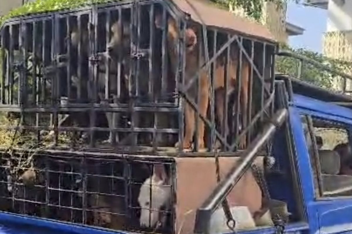 Anjing Pemburu