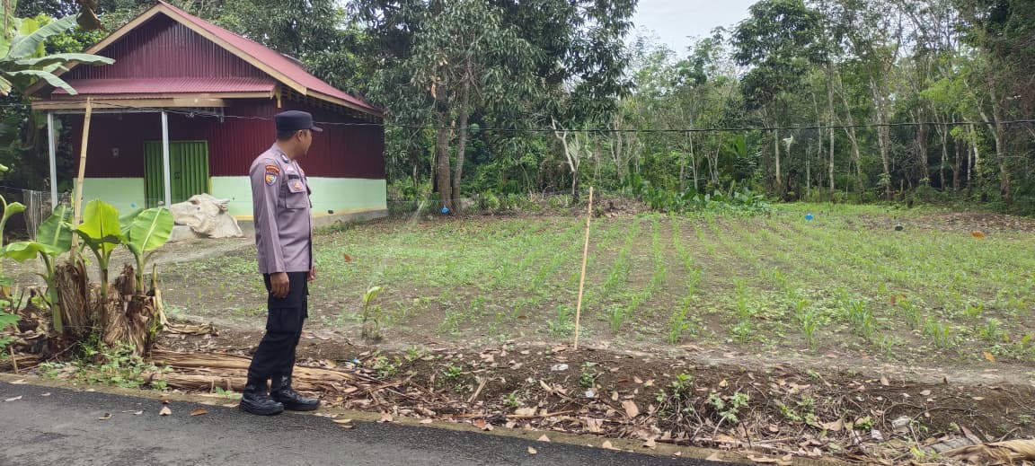 Polsek Banua Lawas Pantau Pertumbuhan Jagung di Desa Batang Banyu Tabalong