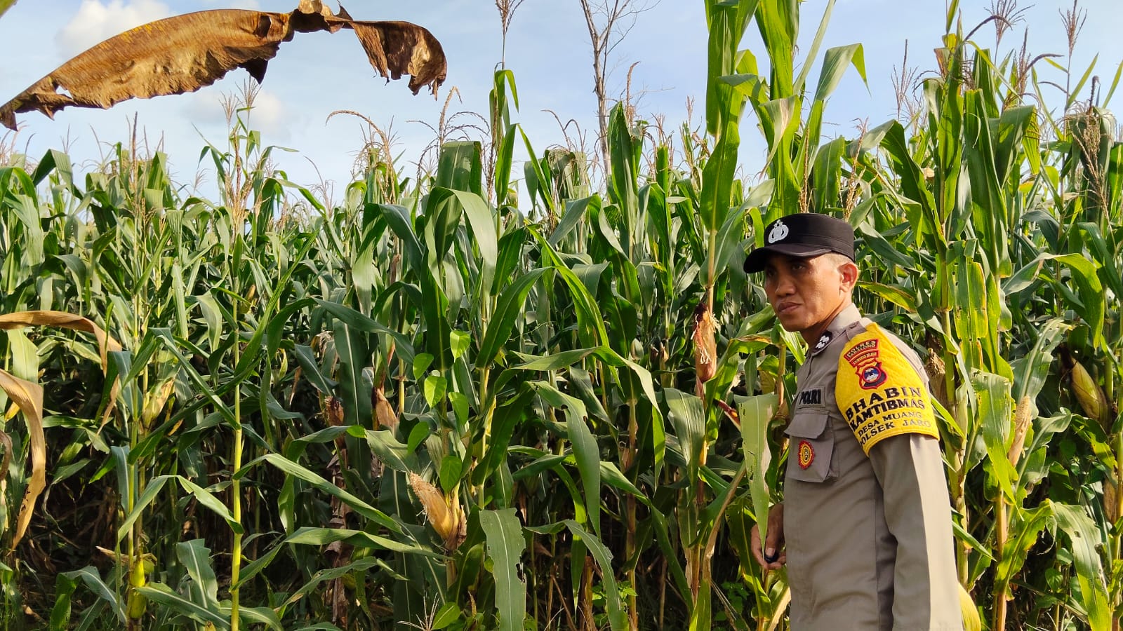 Polres Tabalong Pantau Pertumbuhan Jagung Hibrida di Desa Muang, Dukung Ketahanan Pangan Nasional