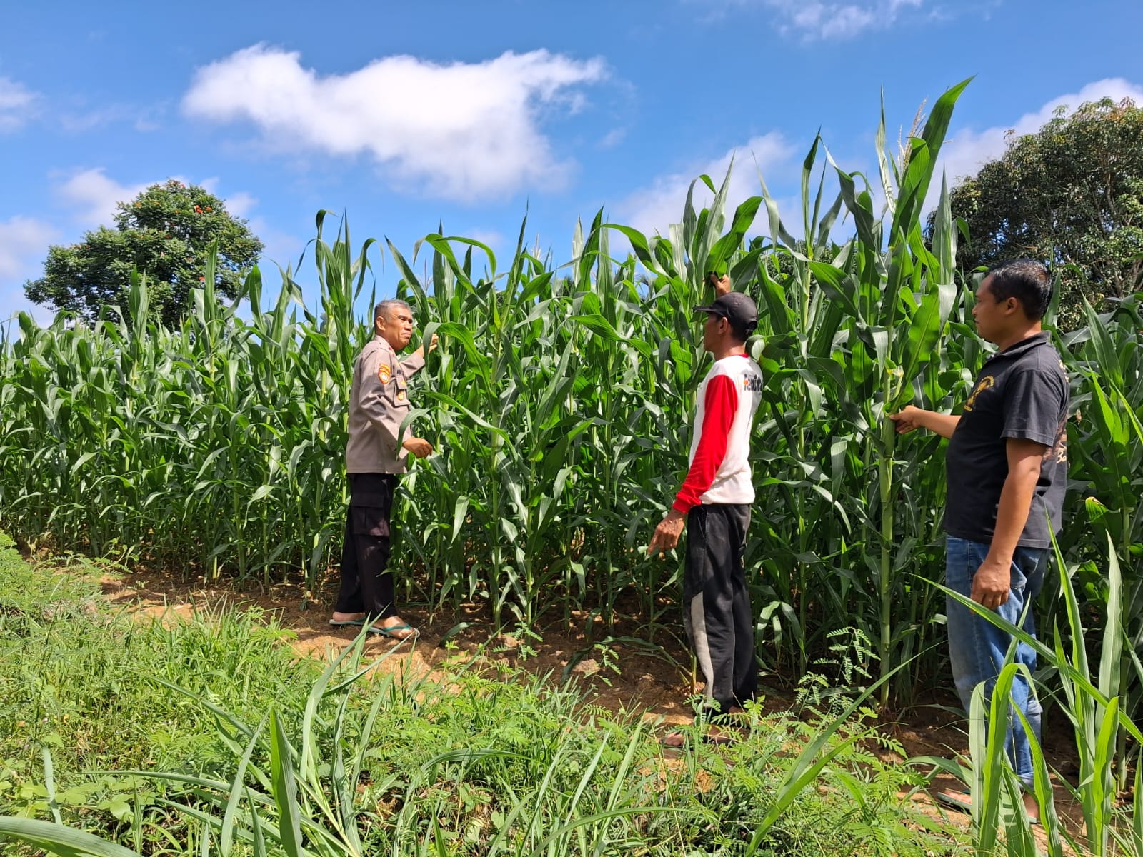 Kapolsek Pugaan cek jagung