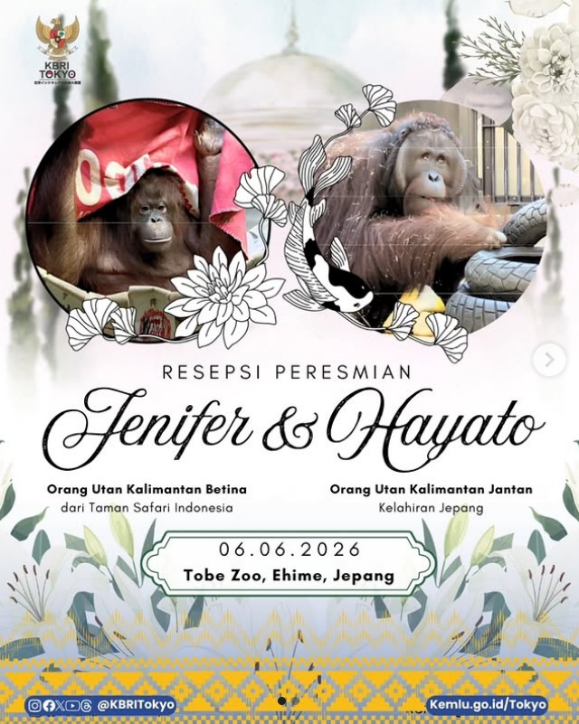 Momen Unik Sepasang Orangutan Kalimantan Kawin di Jepang, Pihak Kebun Binatang Gelar Resepsi
