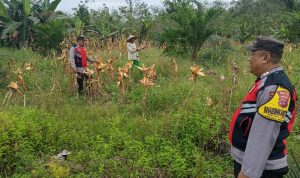 Panen Jagung