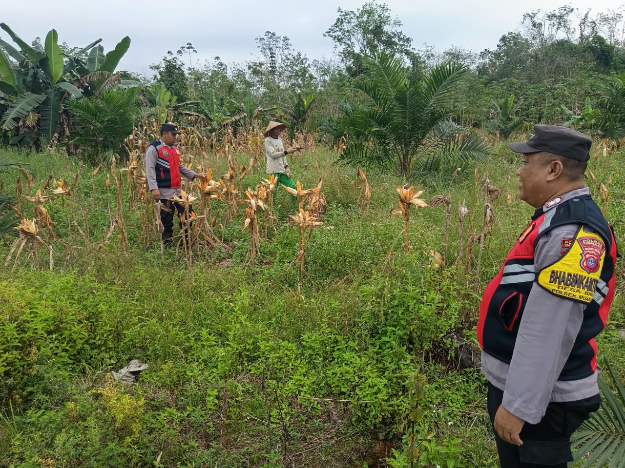 Polsek Muara Uya Pantau Persiapan Panen Jagung Pakan di Desa Uwie Tabalong