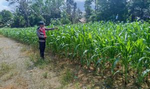 Tanam jagung
