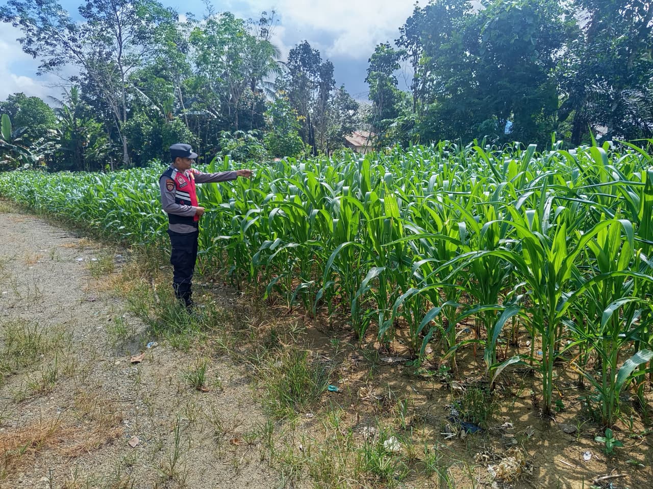 Polsek Muara Uya Dampingi Lahan Jagung Pakan di Desa Lumbang, Panen Diperkirakan Agustus 2026