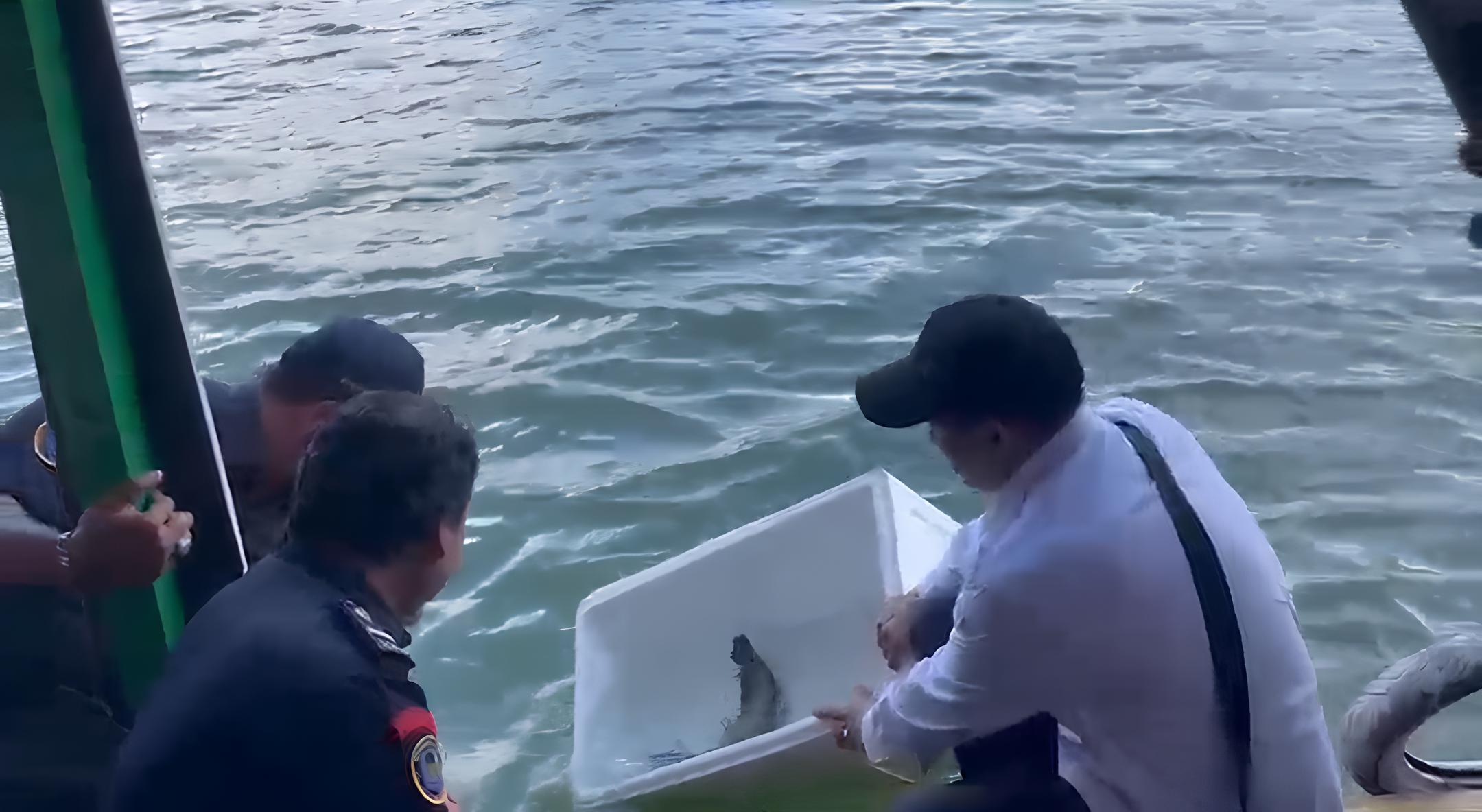 Lestarikan Spesies, DKPP Banjar Lepasliarkan Ikan Belida ke Waduk Riam Kanan