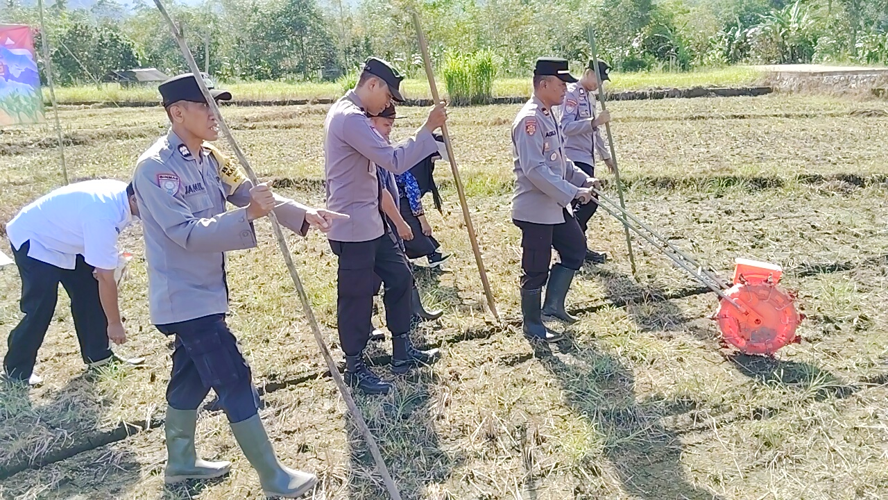 Dukung Swasembada Pangan 2026, Polsek Jaro dan Kelompok Tani Fajar Pagi Tanam Jagung di Muang