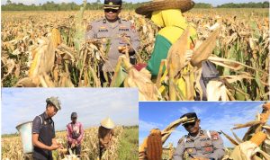 proses panen jagung oleh polresta banjarmasin3