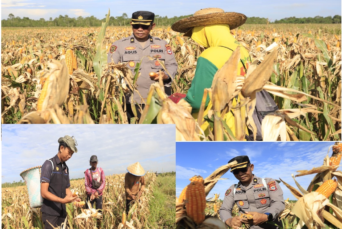 proses panen jagung oleh polresta banjarmasin3