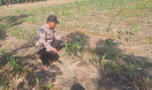 Anggota Polsek Muara Harus melakukan pengecekan pertumbuhan tanaman jagung