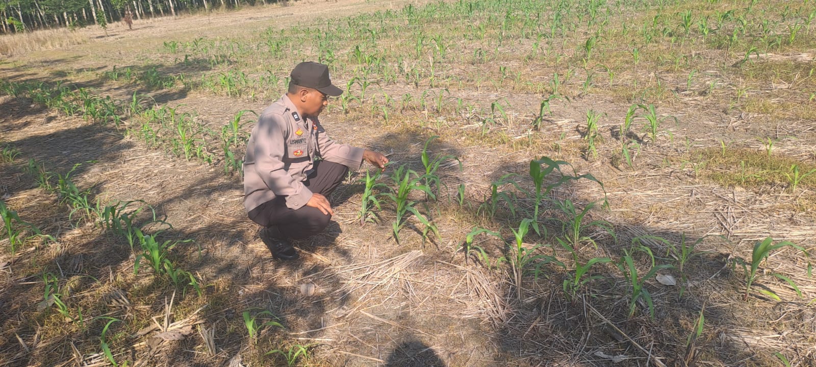 Polsek Muara Harus Pantau Pertumbuhan Jagung Pakan, Dukung Ketahanan Pangan Nasional