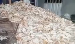 Ayam mati