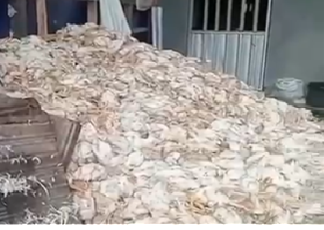 Diduga Akibat Listrik Padam, Lebih dari 5.000 Ayam Pedaging di HST Mati, Kerugian Capai Rp250 Juta