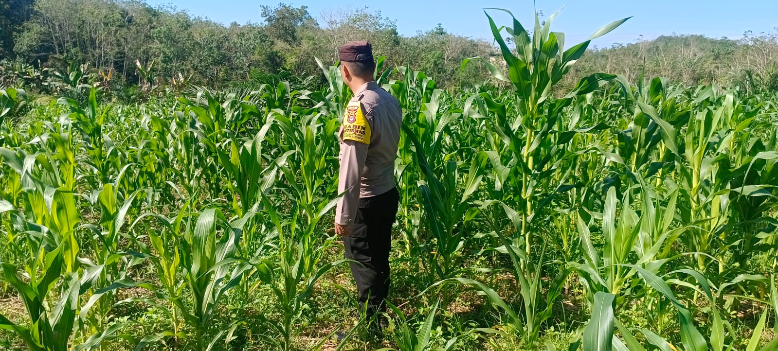 Dukung Ketahanan Pangan, Polsek Haruai Tabalong Cek Lahan Jagung Hibrida Poktan Sumber Makmur