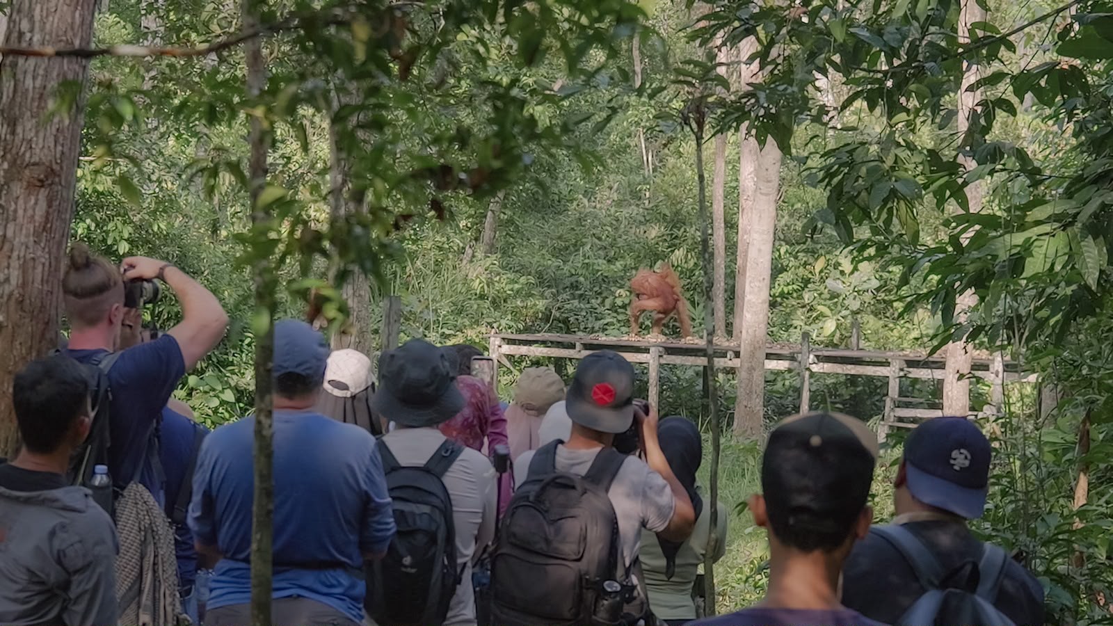 Yamaha MAXi Tour Boemi Nusantara Ajak Saksikan Pesona Orang Utan di Jantung Borneo