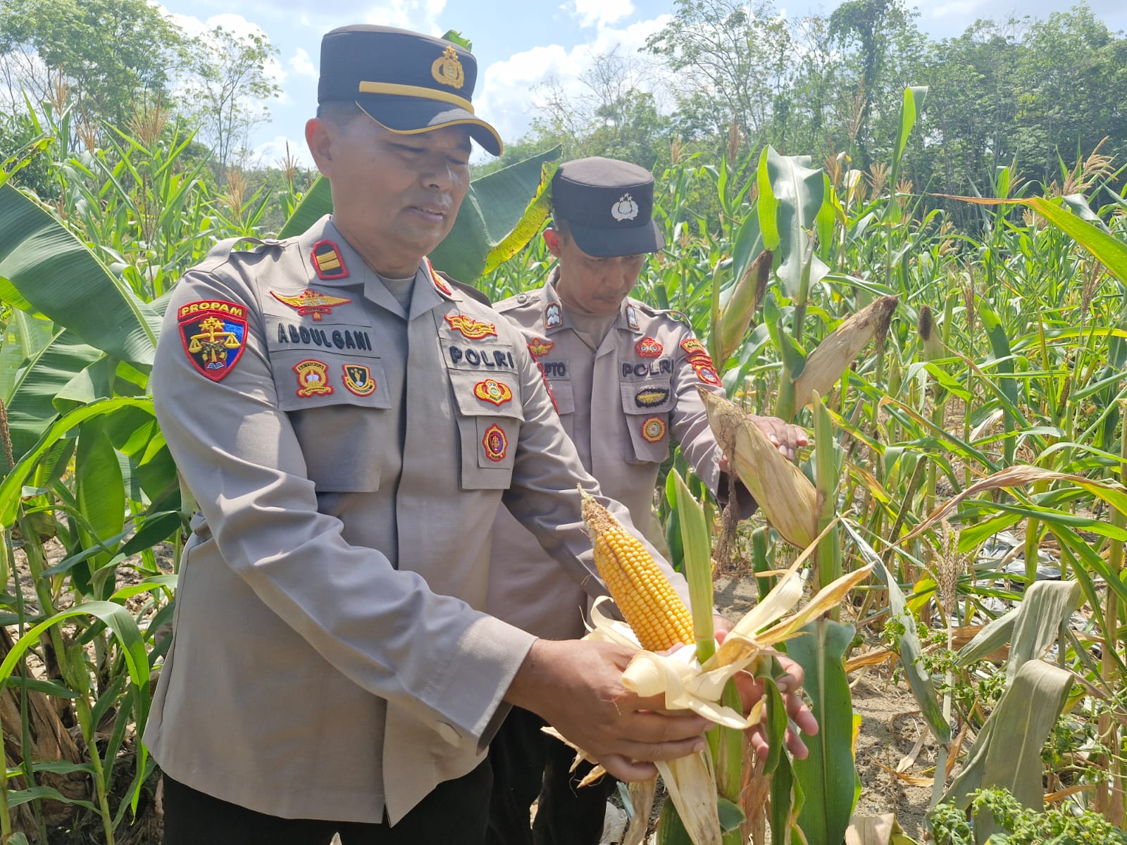 Polsek Muara Harus Pantau Pertumbuhan Jagung Pakan di Kelompok Tani Teluk Unggang, Desa Padangin Tabalong