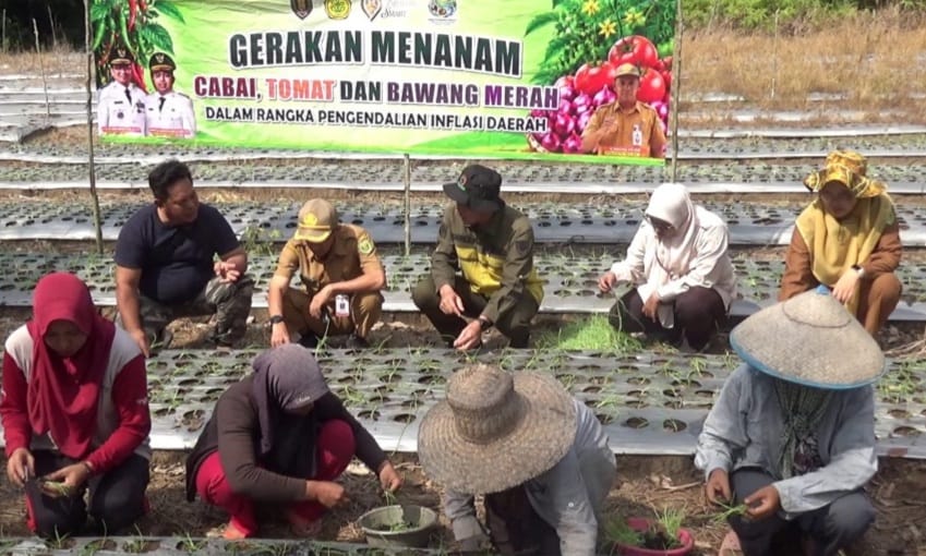 Petani Tabalong Uji Coba Tanam Bawang Merah dari Biji, Tekan Biaya Produksi