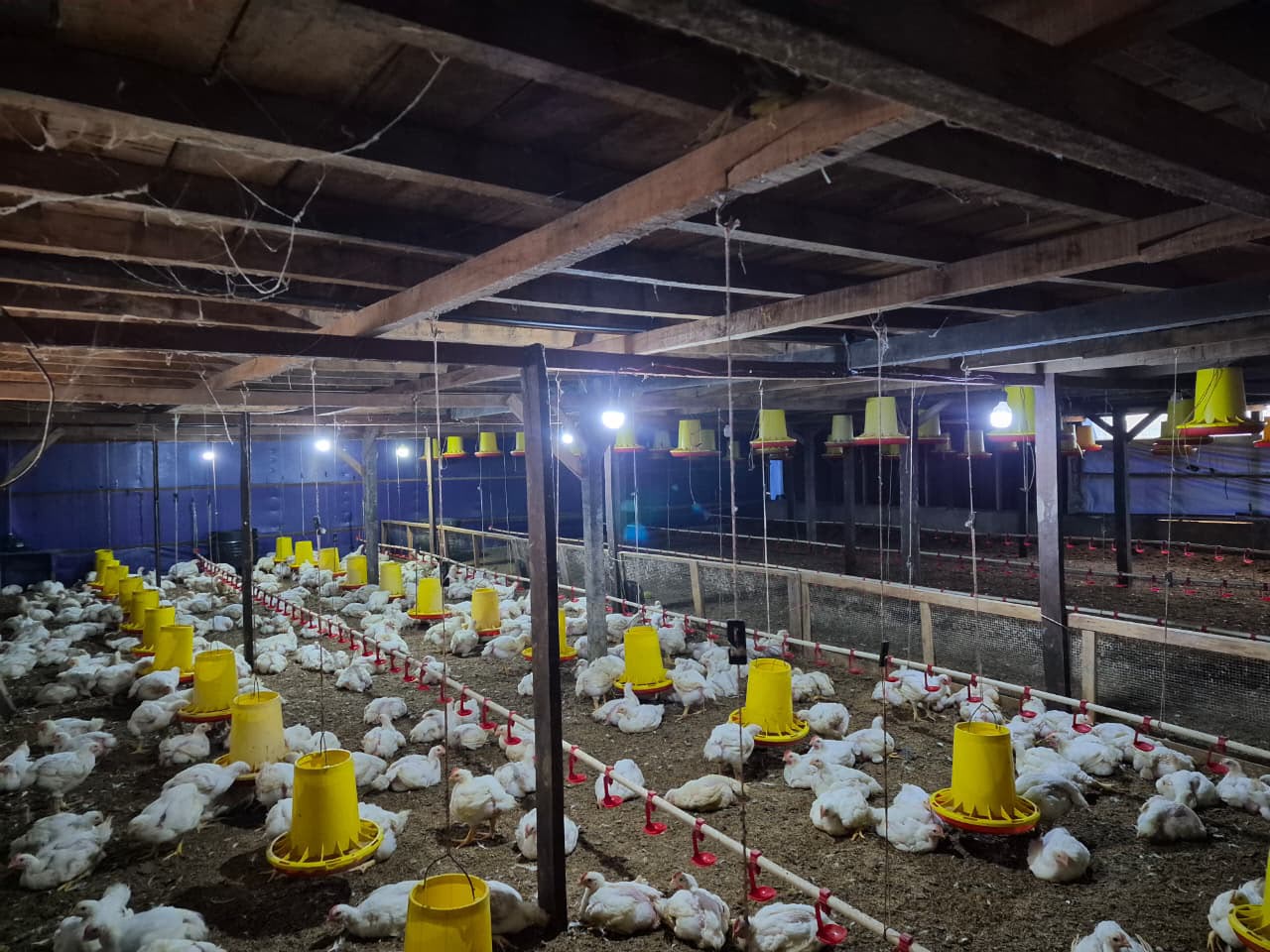 5.000 Ayam Mati Saat Listrik Padam di HST Dikubur Massal, Peternak Rugi Rp250 Juta