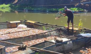 Ikan mati di karamba