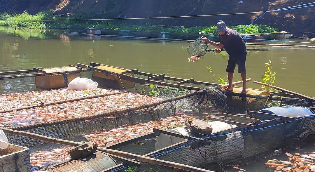 Ikan Keramba Banyak Mati di Sungai Martapura, Dinkes Banjar Minta Warga Waspada Pencemaran Air