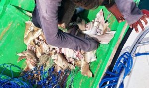 Potongan tubuh hiu yang ditemukan petugas UPTD