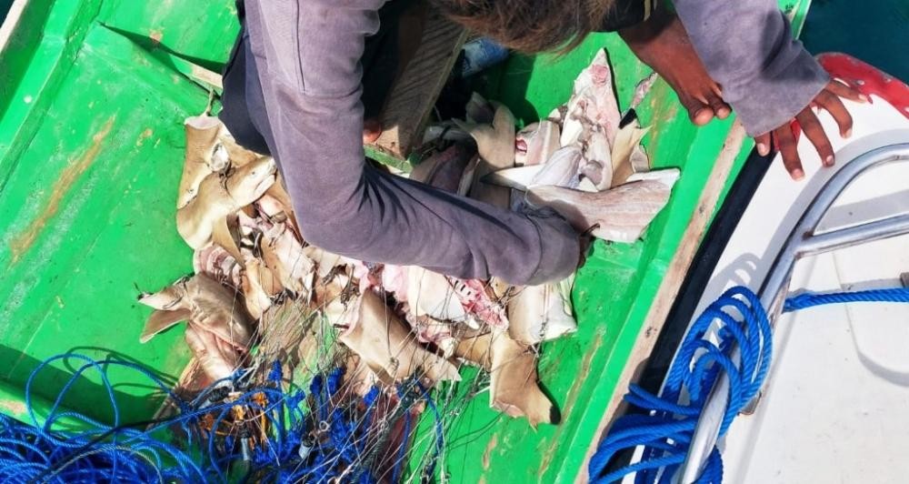Potongan tubuh hiu yang ditemukan petugas UPTD