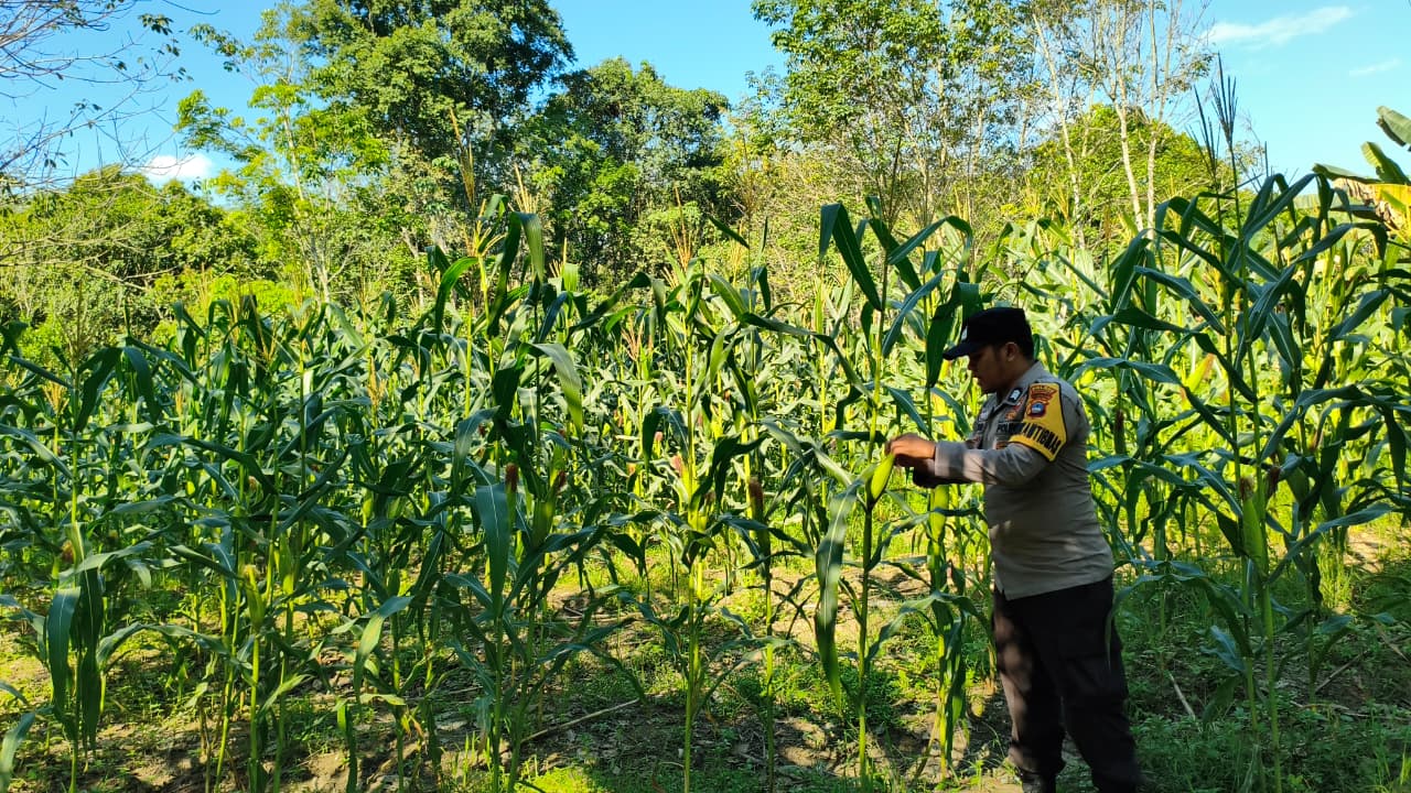 Polres Tabalong Pantau Pertumbuhan Jagung Hibrida di Tanta, Panen Diprediksi September