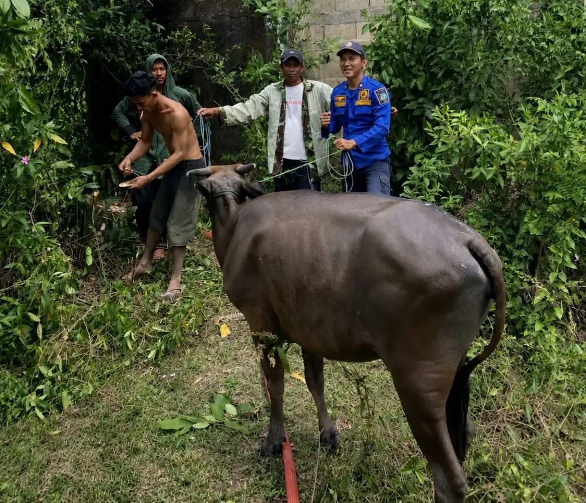 Seekor Sapi Terjebak di Septic Tank di Tanah Laut Berhasil Dievakuasi Petugas Damkar Sektor Takisung Gunakan Alat Khusus