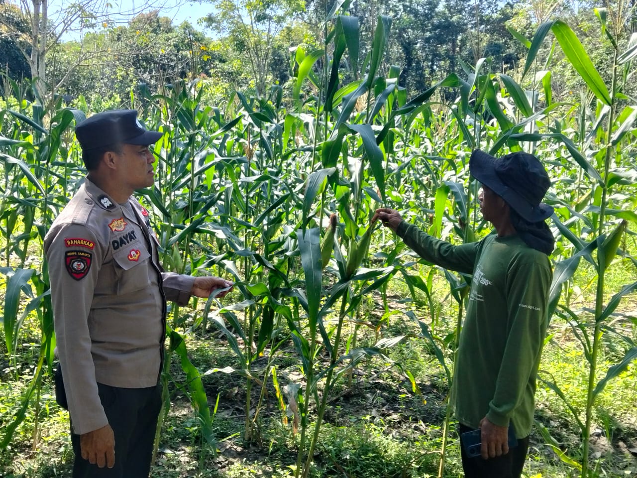 Dukung Ketahanan Pangan 2026, Polres Tabalong Pantau Lahan Jagung Hibrida di Tanta