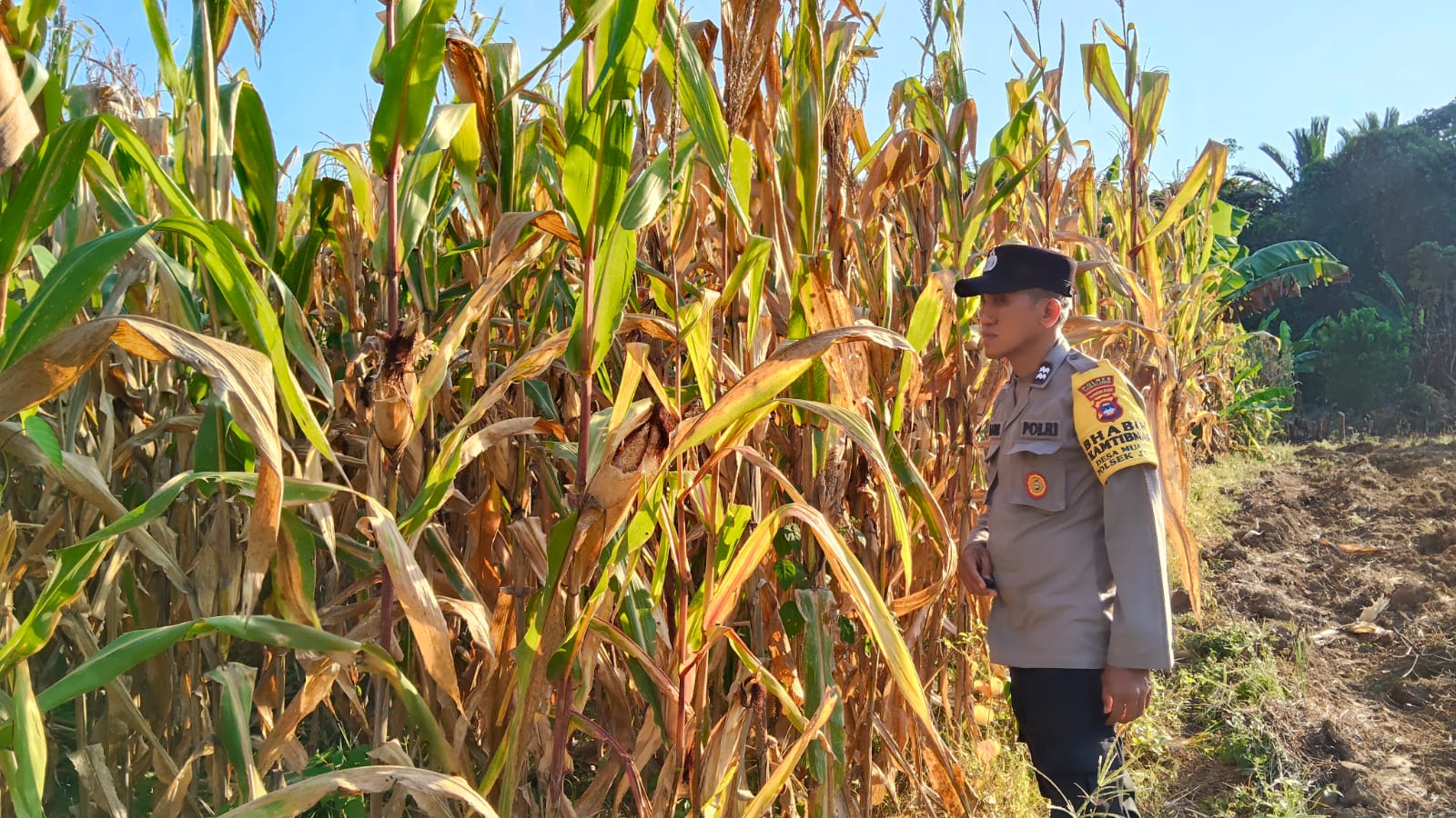 Antisipasi Hama dan Kendala Cuaca Jelang Panen, Polsek Jaro Tabalong Awasi Tanaman Jagung Pakan Warga Desa Muang