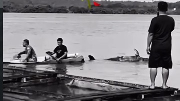 Lumba-lumba yang Tersesat di Sungai Mahakam Kaltim Ditemukan Mati di Kukar