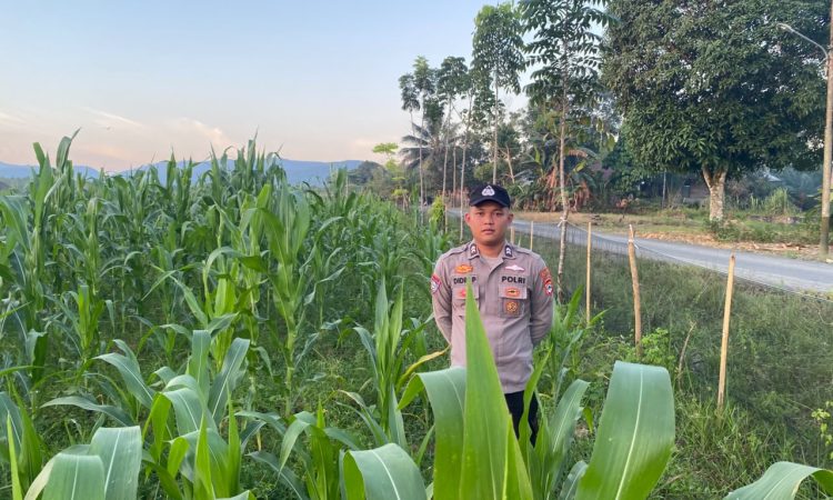 Personel Polsek Karang Bintang Polres Tanah Bumbu Tinjau Lahan Jagung