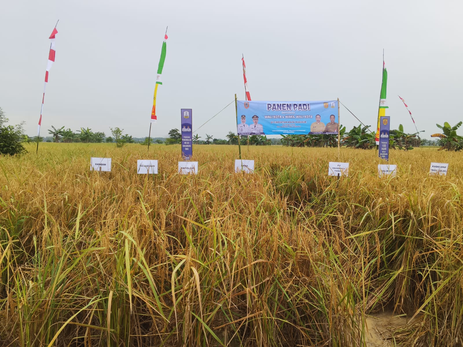 Produksi Padi Kalsel Tembus 600 Ribu Ton, Dinas Pertanian Beberkan Kunci Hadapi Musim Kemarau