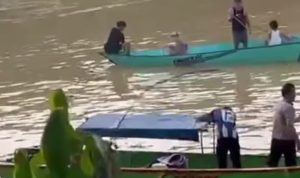 cari buaya