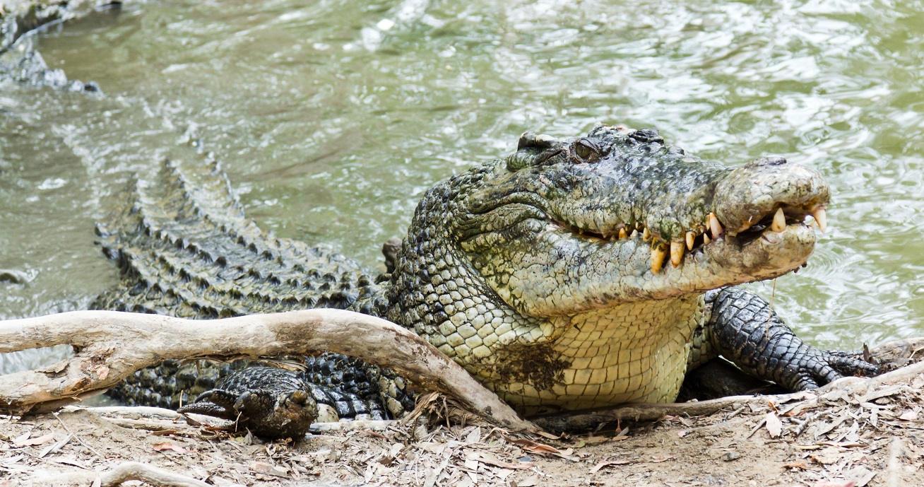 Bocah Korban Sambaran Buaya di Sungai Kupang Kotabaru Ditemukan, Pencarian Menegangkan